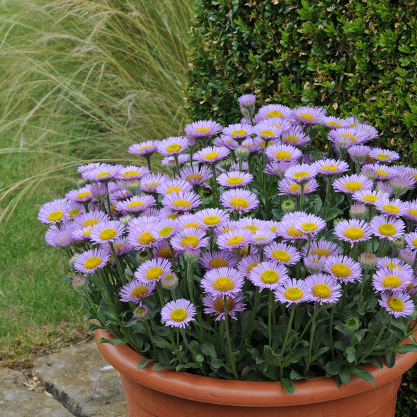 Erigeron Plant 'Sea Breeze Mauve'