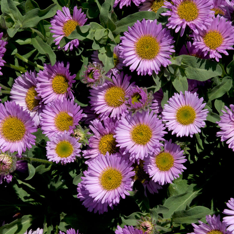 Erigeron Plant 'Sea Breeze Mauve'