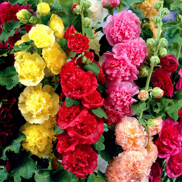 Hollyhock Plant 'Chater's Double Mixed'