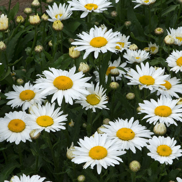 Leucanthemum Plant 'Madonna'