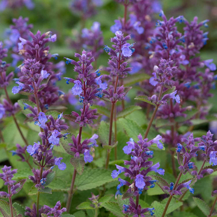 Nepeta Plant 'Whispurr Blue'