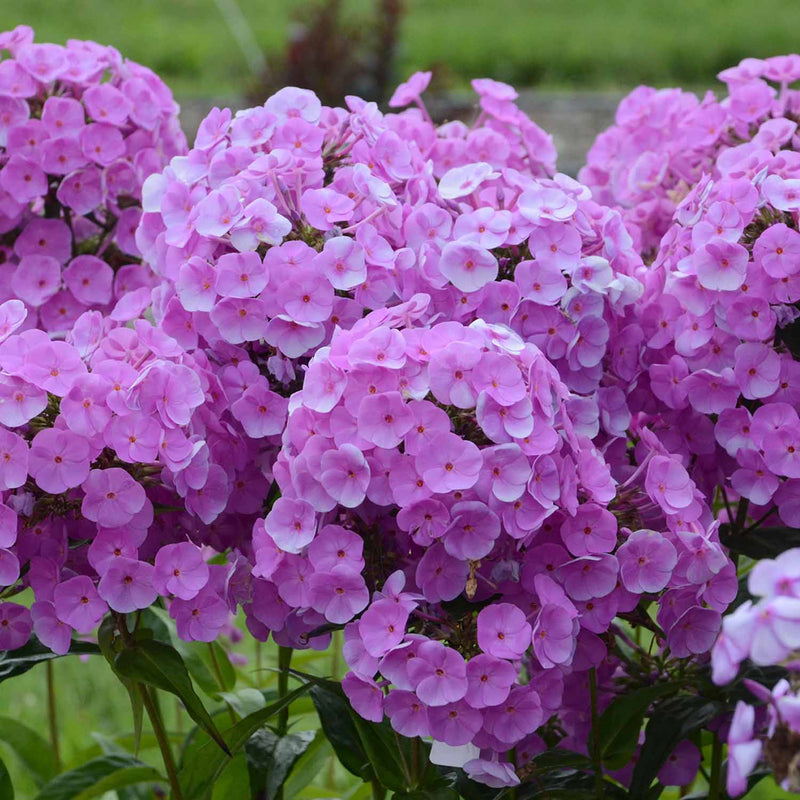 Phlox Plant 'Fashionably Early Flamingo'