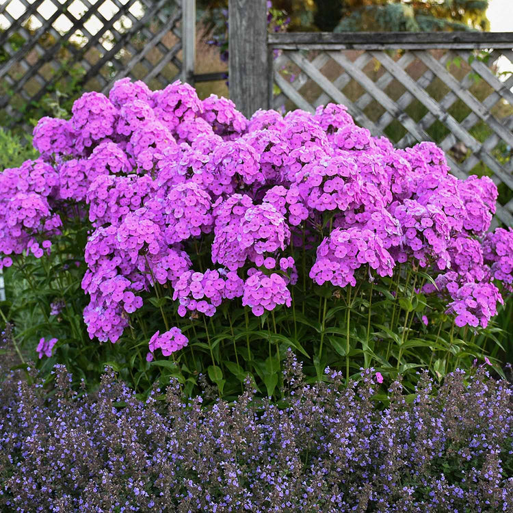 Phlox Plant 'Fashionably Early Flamingo'