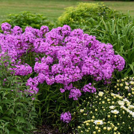 Phlox Plant 'Fashionably Early Flamingo'