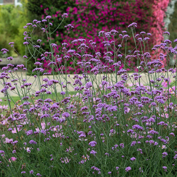 Verbena Plant 'Bonariensis Aires'