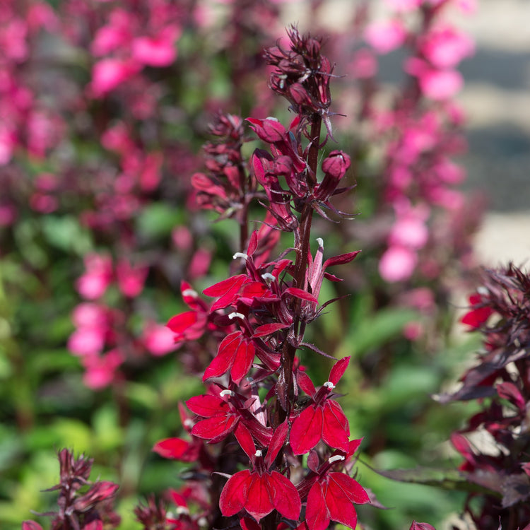 Lobelia Plant 'Starship Burgundy'