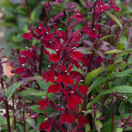 Lobelia Plant 'Starship Burgundy'