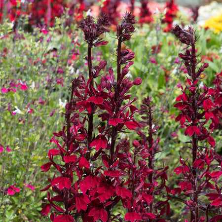 Lobelia Plant 'Starship Burgundy'