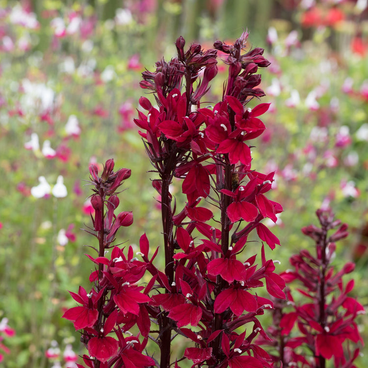 Lobelia Plant 'Starship Burgundy'