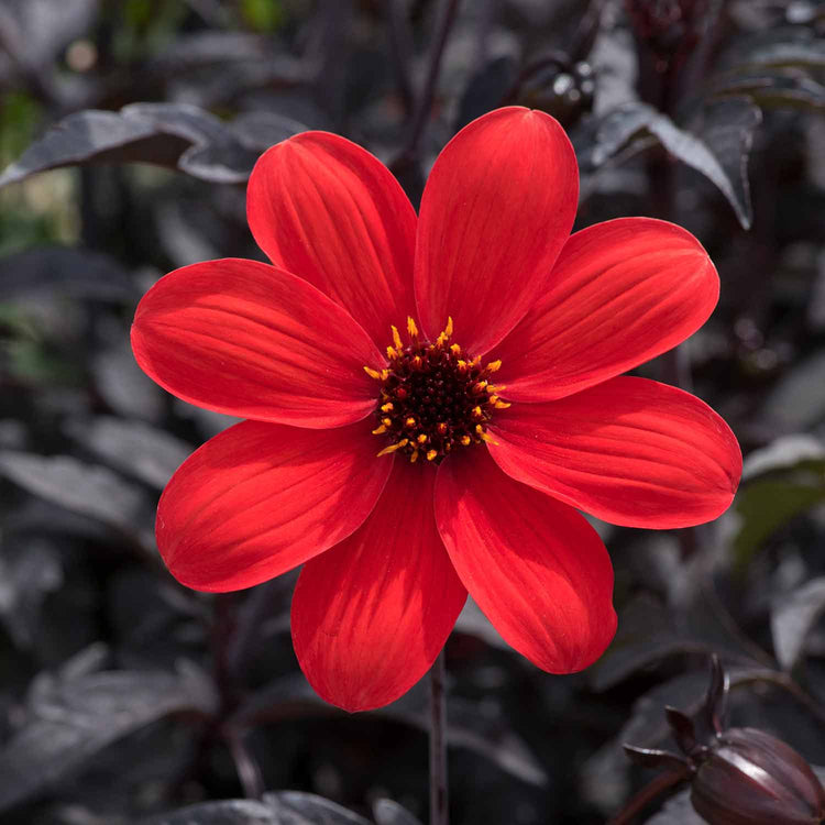 Dahlia Plant 'Mystic Enchantment'