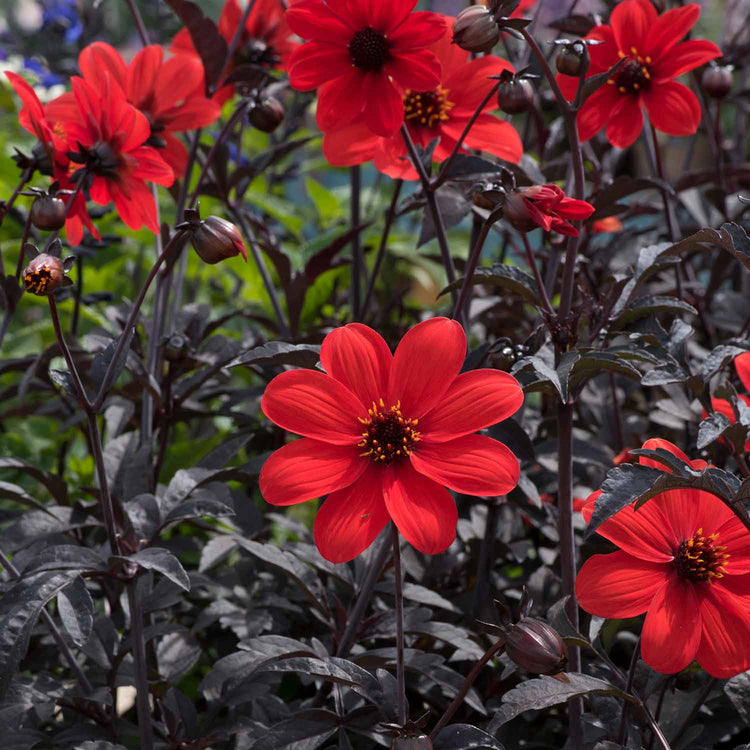 Dahlia Plant 'Mystic Enchantment'