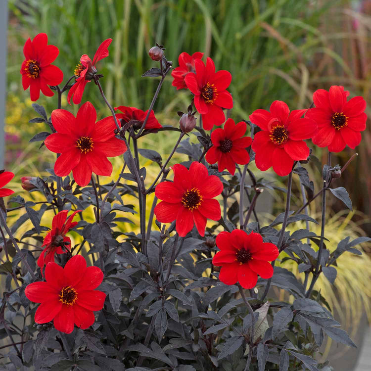 Dahlia Plant 'Mystic Enchantment'