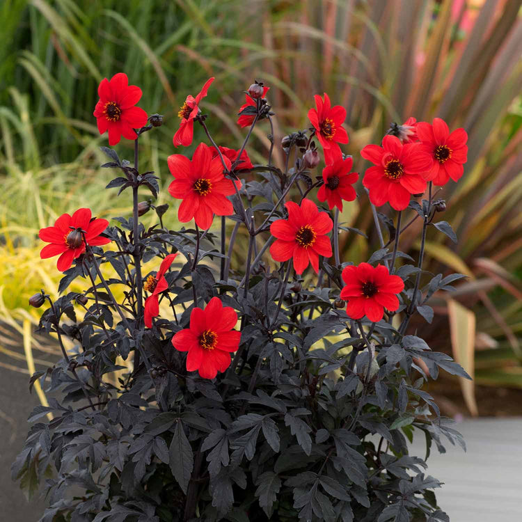 Dahlia Plant 'Mystic Enchantment'