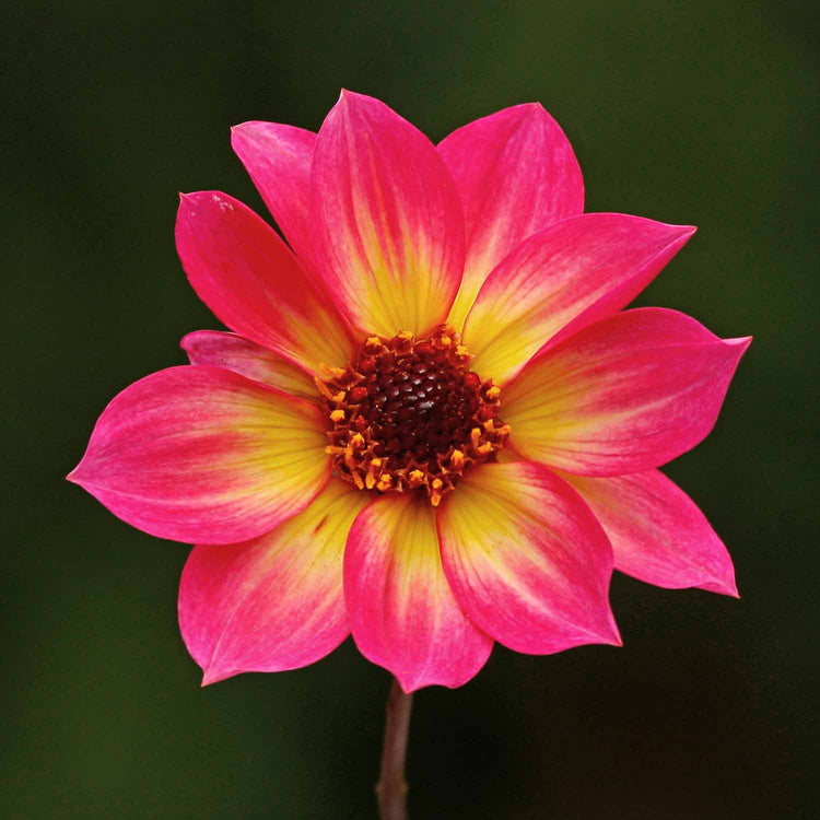 Dahlia Plant 'Mystic Sparkler'