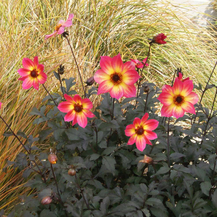 Dahlia Plant 'Mystic Sparkler'