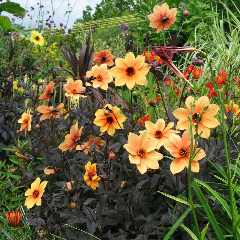 Dahlia Plant 'Mystic Spirit'