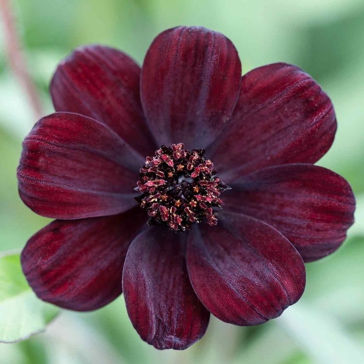 Cosmos Plant 'Chocamocha'