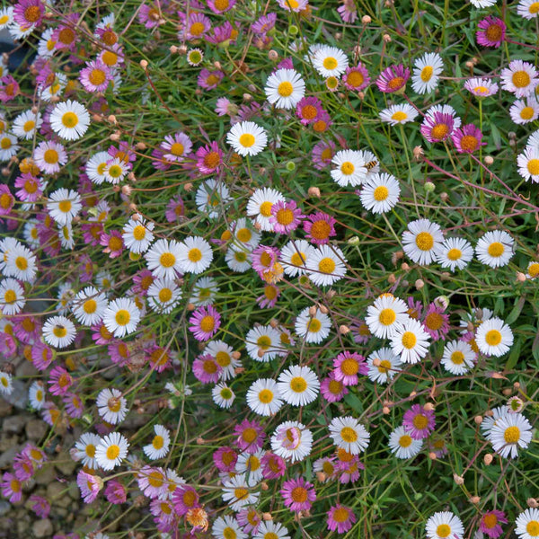 Erigeron Plant 'Karvinskianus Stallone Profusion'