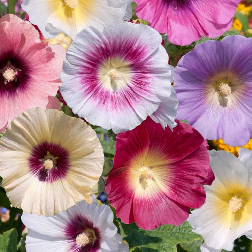 Hollyhock Plant 'Halo Mix'