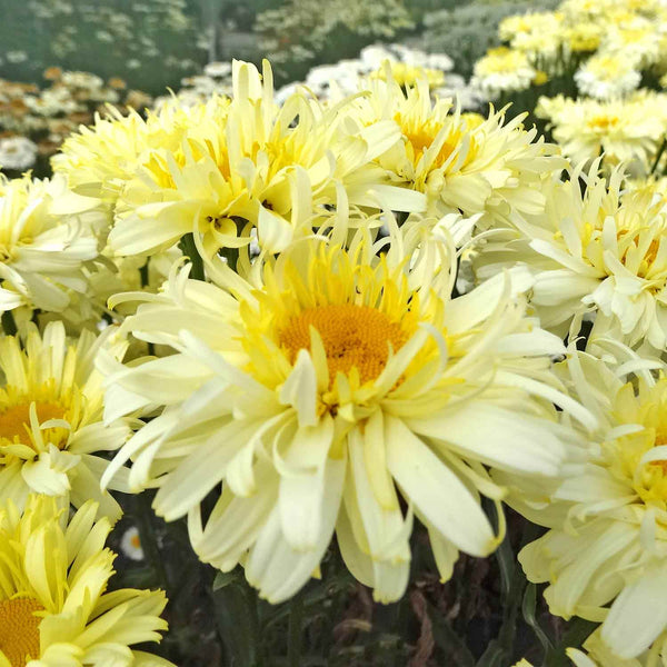 Leucanthemum Plant 'Real Charmer'