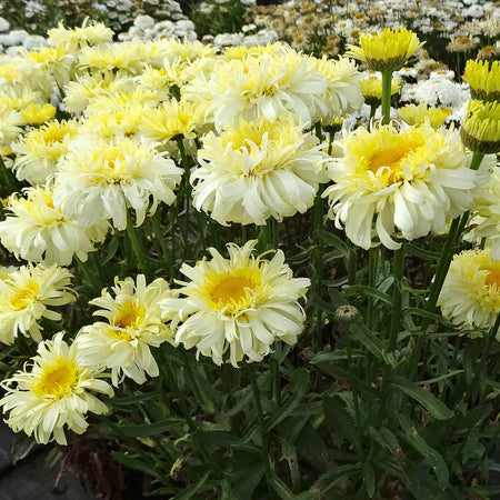 Leucanthemum Plant 'Real Charmer'