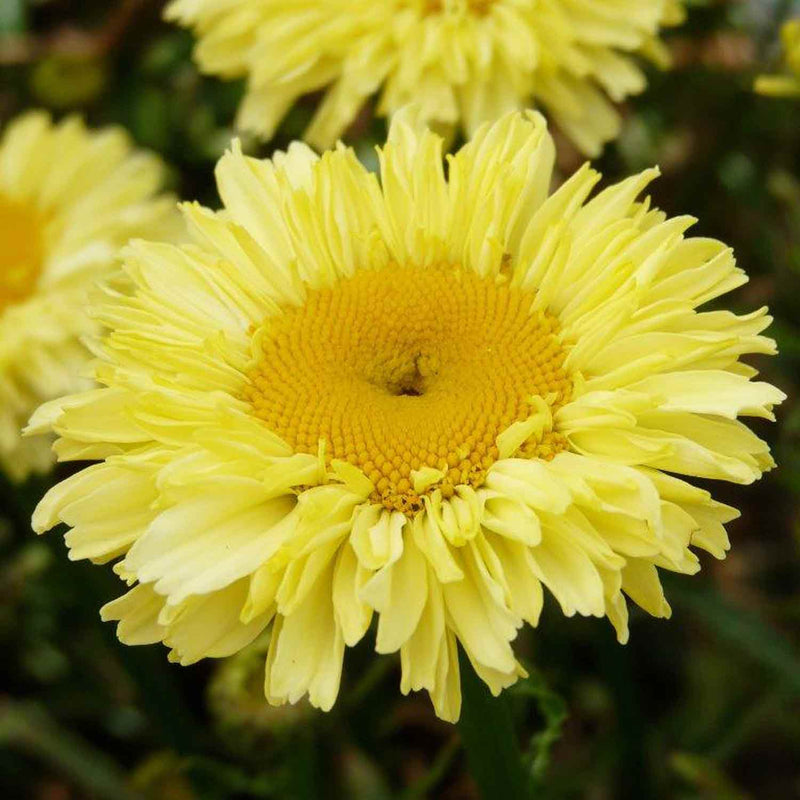 Leucanthemum Plant 'Real Goldcup'