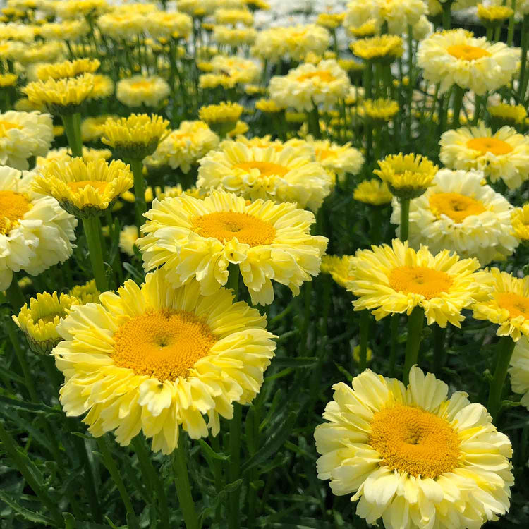 Leucanthemum Plant 'Real Goldcup'