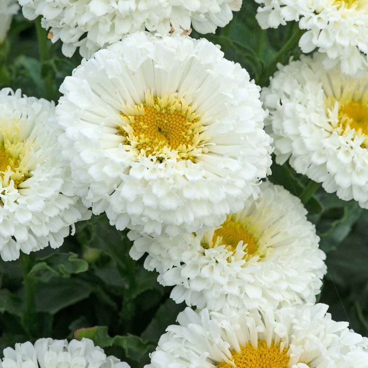 Leucanthemum Plant 'Real Snowball'