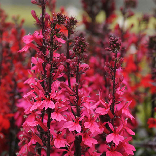 Lobelia Plant 'Starship Deep Rose'