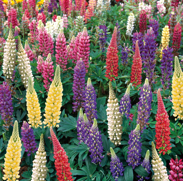 Lupin Plant 'Gallery Mix'