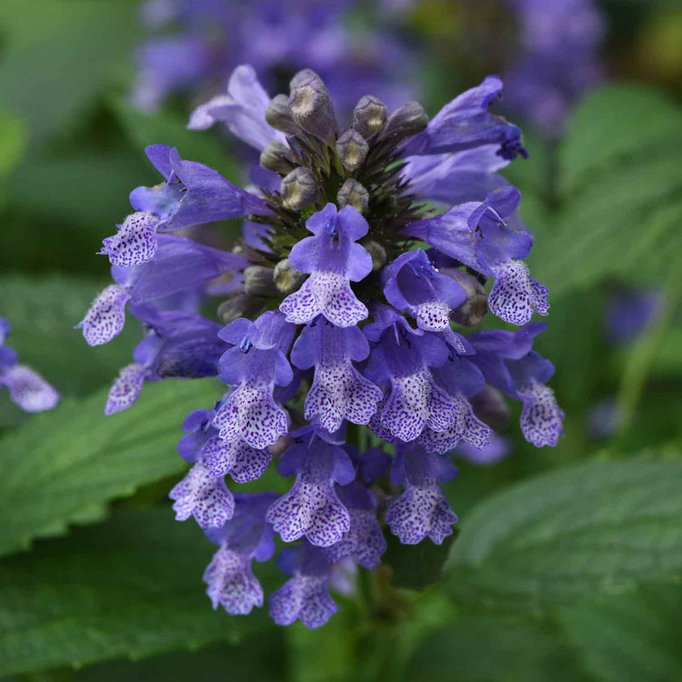 Nepeta Plant 'Blue Prelude'