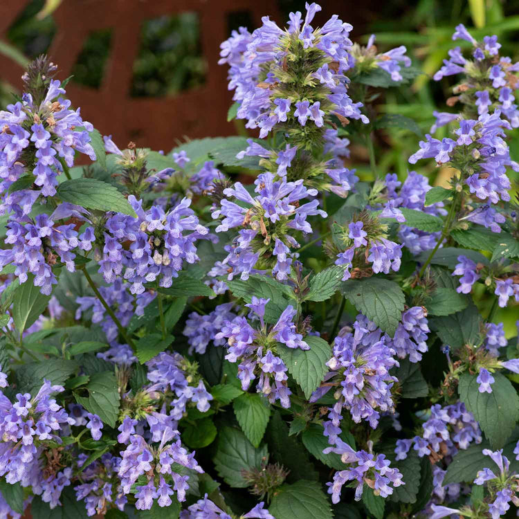 Nepeta Plant 'Blue Prelude'