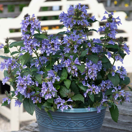 Nepeta Plant 'Blue Prelude'