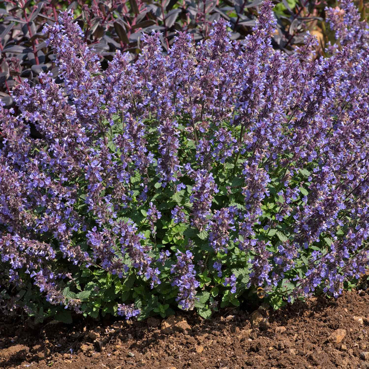 Nepeta Plant 'Blue Prelude'