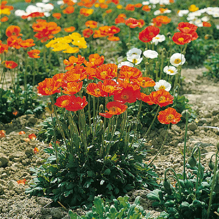 Papaver Plant 'Garden Gnome'