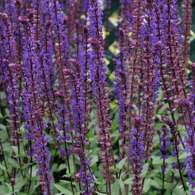 Salvia Plant 'Caradonna Compact'