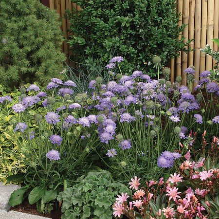 Scabious Plant 'Blue Note'