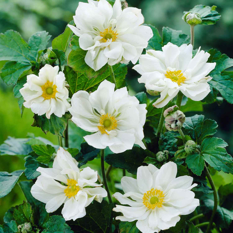 Anemone Plant 'Whirlwind'