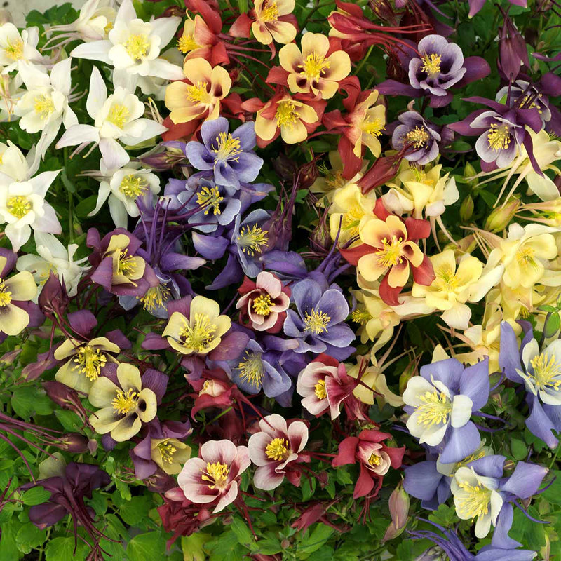 Aquilegia Plant 'Earlybird Mix'