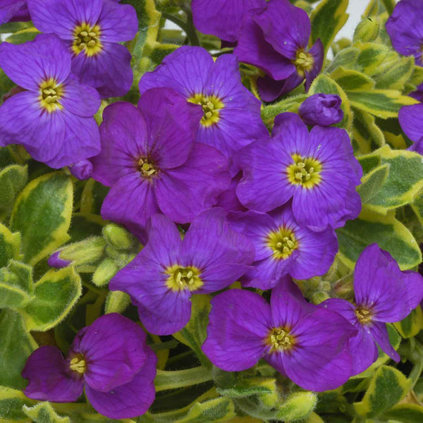 Aubrieta Plant 'Westacre Gold'