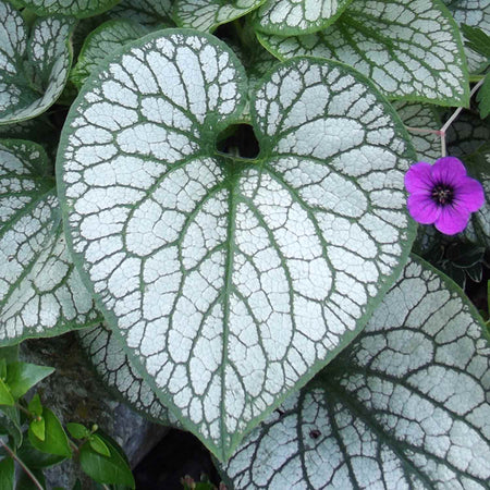 Brunnera Plant 'Macrophylla Jack Frost'