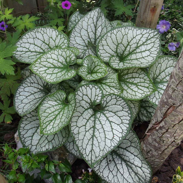 Brunnera Plant 'Macrophylla Jack Frost'