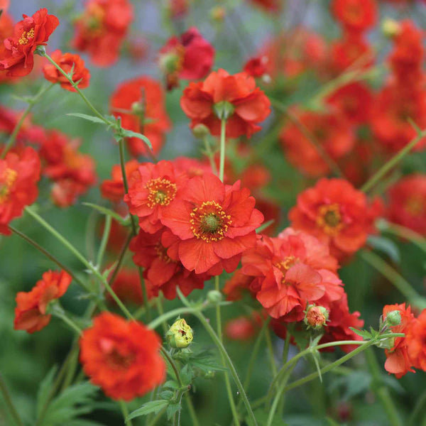 Geum Plant Double 'Blazing Sunset'