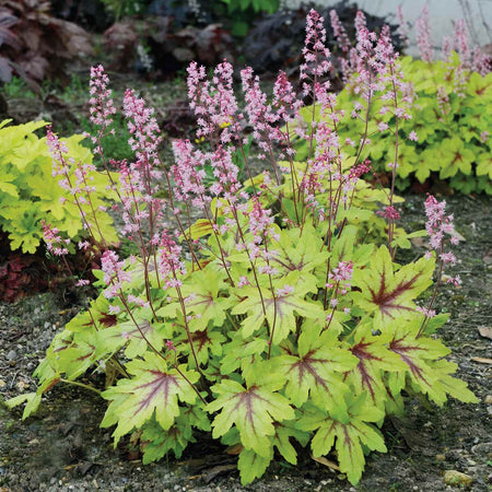 Heucherella Plant 'Eye Spy'