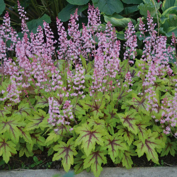 Heucherella Plant 'Eye Spy'