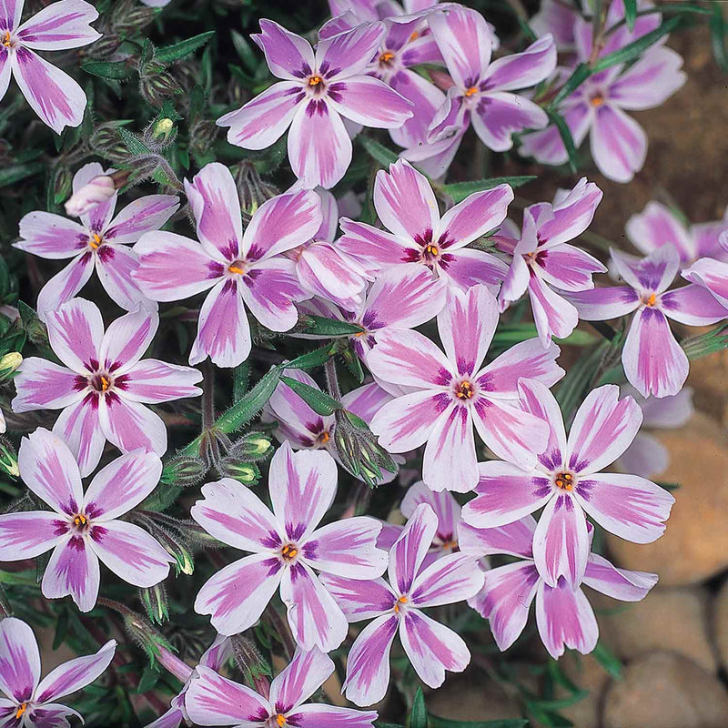 Phlox Plant 'Candy Stripe'