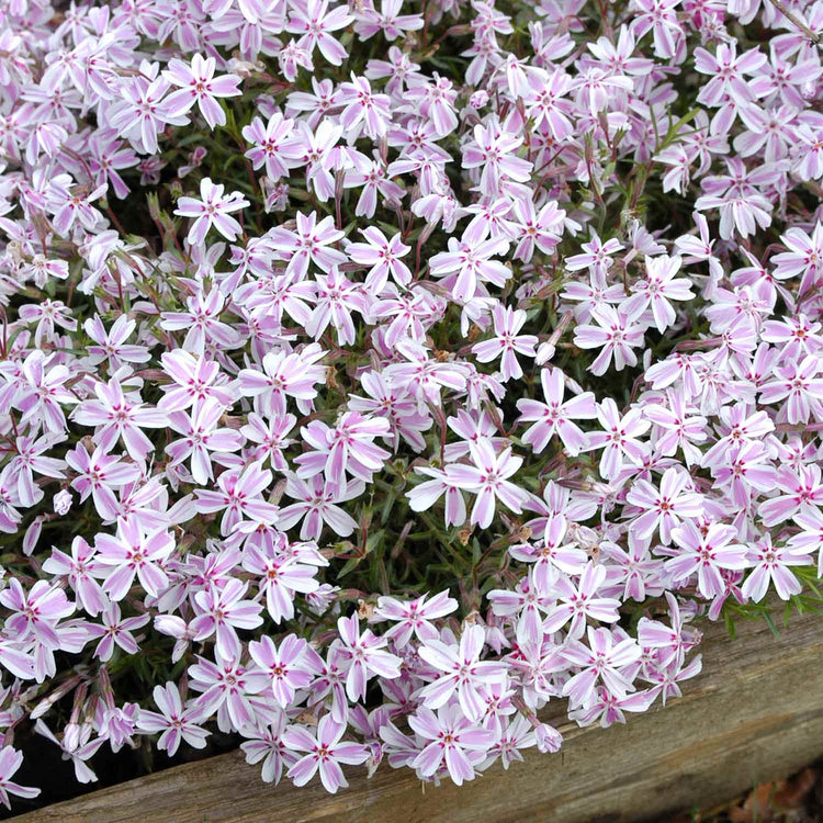 Phlox Plant 'Candy Stripe'