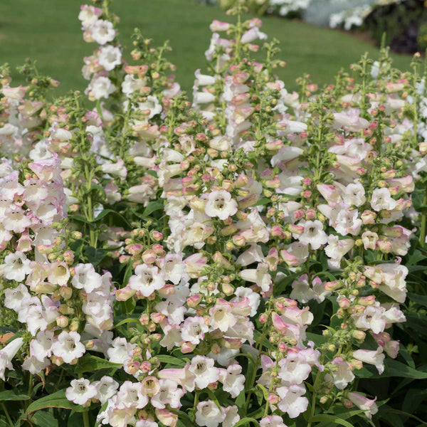 Penstemon Plant 'Arabesque Apple Blossom'