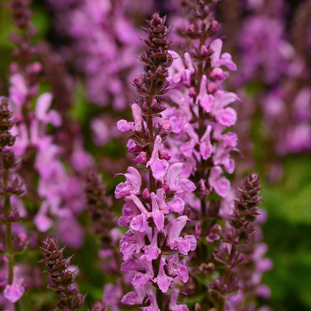 Salvia Plant 'Nemerosa Rose Marvel'