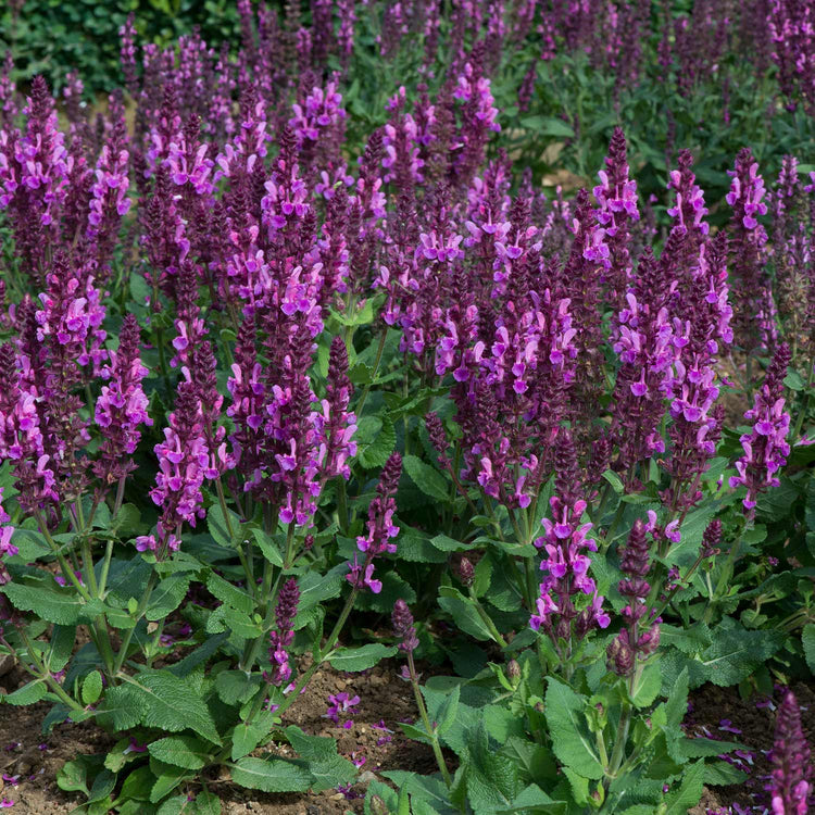 Salvia Plant 'Nemerosa Rose Marvel'